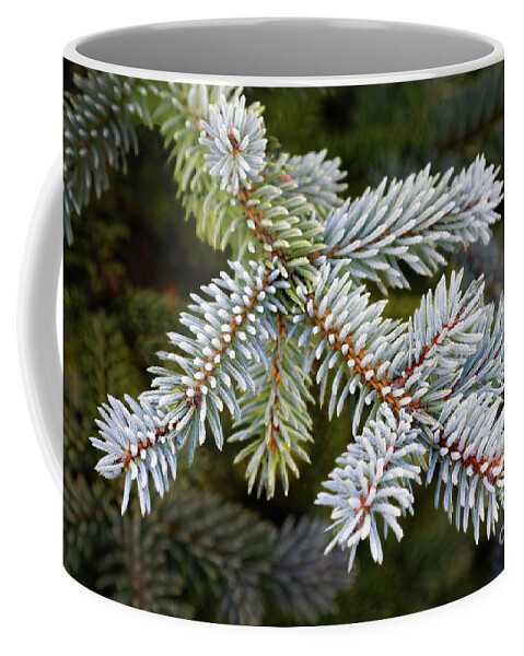 Delicate Frosty Tree Needles Coffee Mug featuring the photograph Closeup frosty frosted green winter conifer needles branches spruce tree dark green background by Robert C Paulson Jr