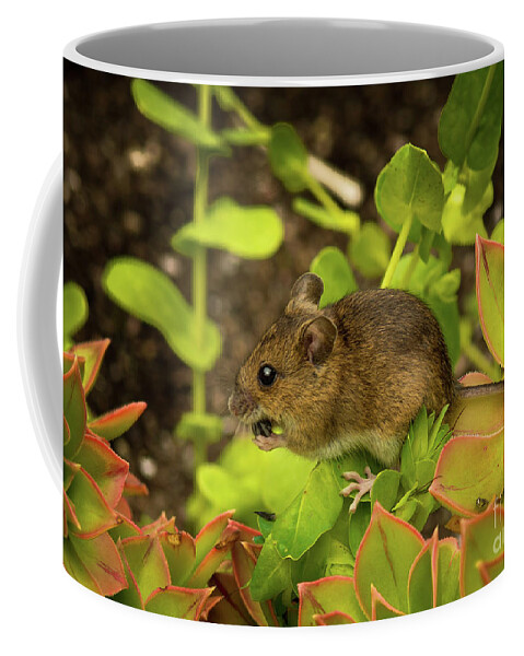 Alert Coffee Mug featuring the photograph Closeup Of A Cute Little Mouse With Brown Fur Sitting On Plant With Green Leaves And Eats A Seed by Andreas Berthold