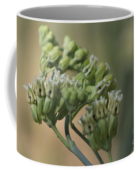 Milkweed Coffee Mug featuring the photograph Closeup of Desert Milkweed at Sunnyland Garden in Rancho Mirage by Colleen Cornelius