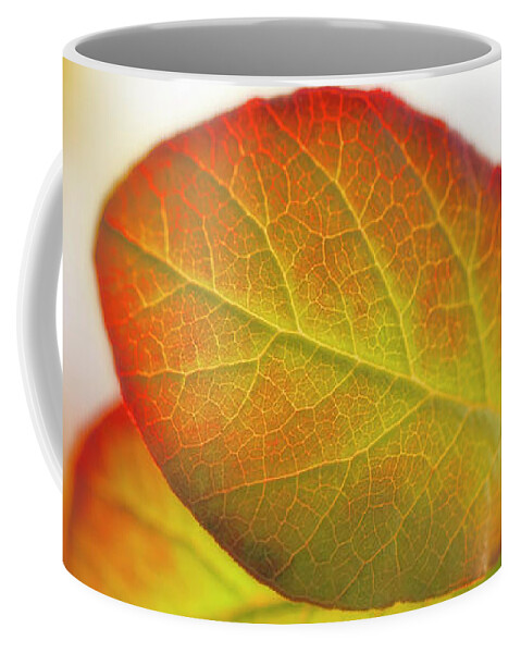 Leaves Coffee Mug featuring the photograph Cobaea Scandens Leaves In Sunlight by Johanna Hurmerinta