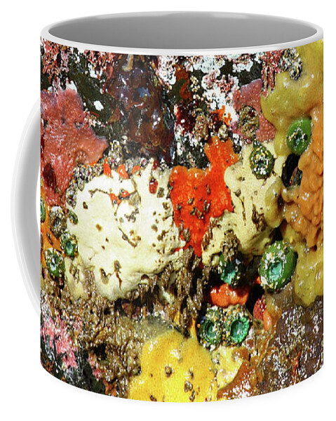 Close Up Coffee Mug featuring the photograph Colorful ocean sponges at low tide Oregon USA by Robert C Paulson Jr