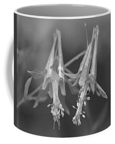 Disk1215 Coffee Mug featuring the photograph Columbine Blossoms by Tim Fitzharris