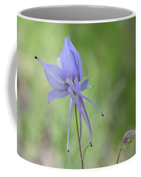  Coffee Mug featuring the photograph Columbine details by Susie Rieple