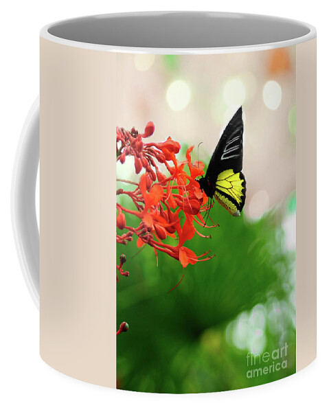 Butterfly Coffee Mug featuring the photograph Common Birdwing by Elaine Manley