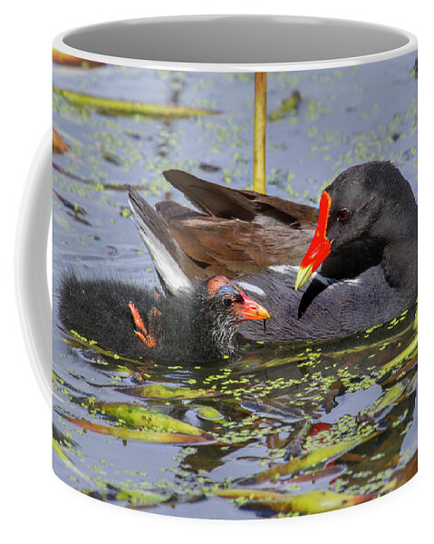 Adult And Young Coffee Mug featuring the photograph Common Gallinule With Chick by Ivan Kuzmin