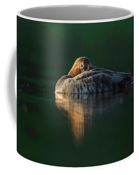 Aythya Ferina Coffee Mug featuring the photograph Common Pochard in rest by Jean-Luc Baron