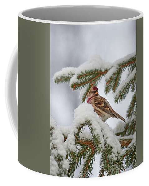 Acanthis Flammea Coffee Mug featuring the photograph Common redpoll winter portrait by Jouko Lehto