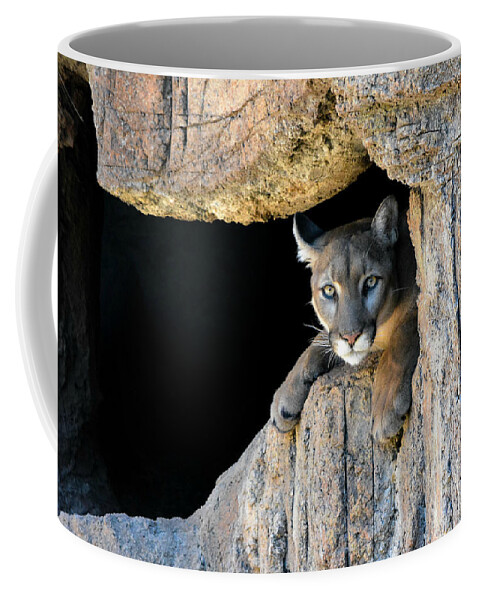 Mountain Lion Coffee Mug featuring the photograph Cougar by Carolyn Mickulas