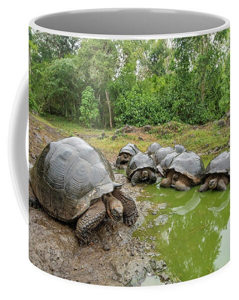 Animal Coffee Mug featuring the photograph Creep Of Indefatigable Island Tortoises by Tui De Roy
