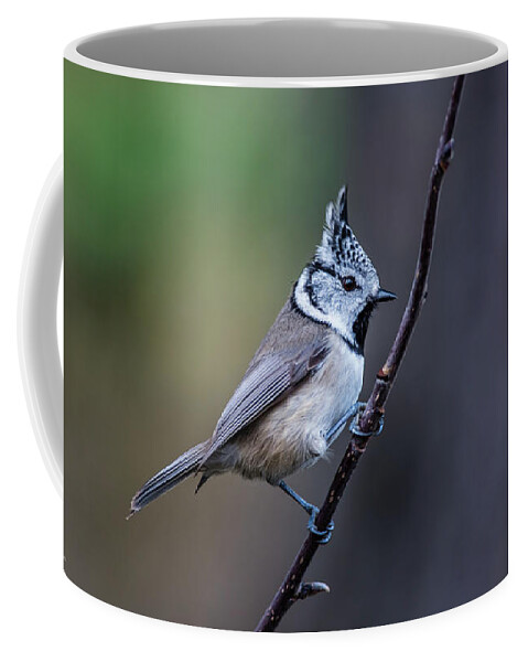 Crested Tit On A Twig Coffee Mug featuring the photograph Crested Tit on a twig by Torbjorn Swenelius