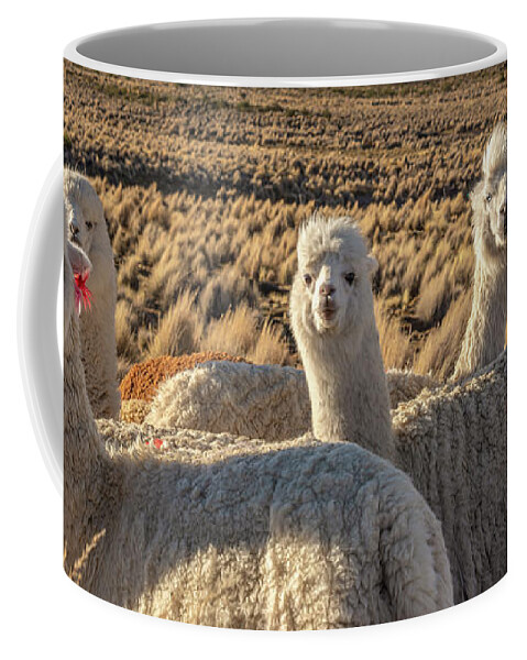 Alpacas Coffee Mug featuring the photograph Cute and curious alpacas by Delphimages Photo Creations