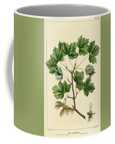 Currant Leaved Maple Coffee Mug featuring the drawing Currant Leaved Maple by Unknown