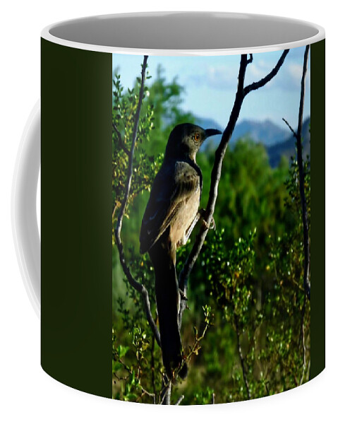 Affordable Coffee Mug featuring the photograph Curve-Billed Thrasher on Creosote by Judy Kennedy