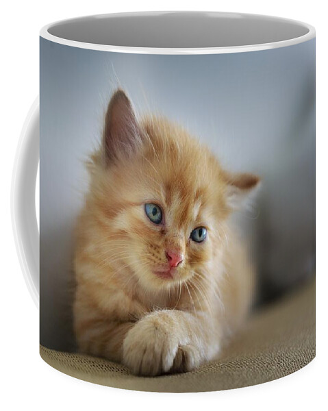 Cat Coffee Mug featuring the photograph Cute orange kitty by Top Wallpapers