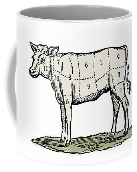 Cow Coffee Mug featuring the drawing Cuts of Veal by European School