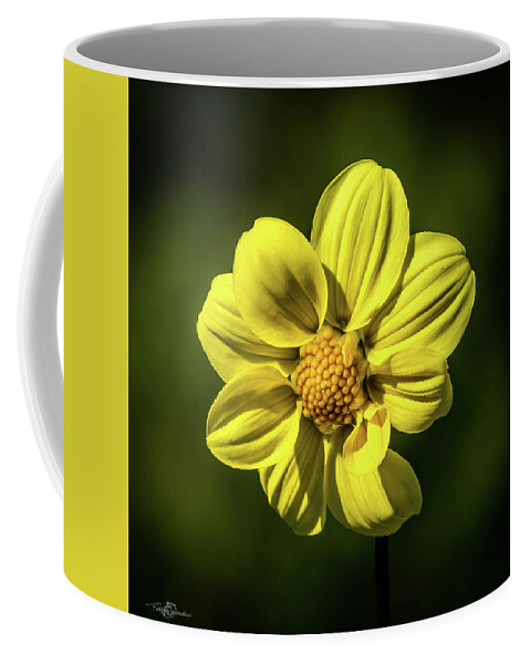 Dahlia ‘yellow Hammer’ Coffee Mug featuring the photograph Dahlia 'Yellow Hammer' by Torbjorn Swenelius