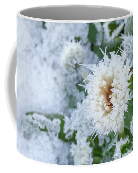 Flower Coffee Mug featuring the photograph Daisy flower covered in winter ice by Simon Bratt