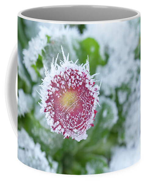 Frozen Coffee Mug featuring the photograph Daisy frozen in winter garden by Simon Bratt