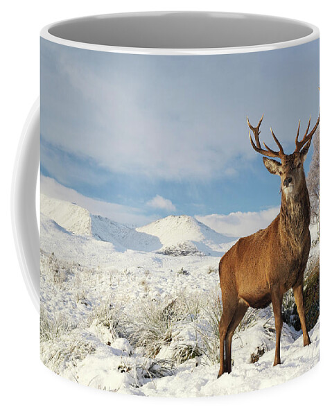 Deer Stag Coffee Mug featuring the photograph Deer in the snow by Grant Glendinning