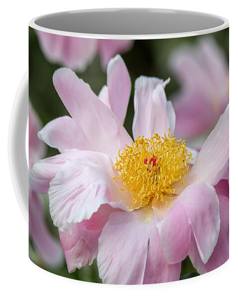 Peony Coffee Mug featuring the photograph Delicate Pink Peony by Susan Rydberg