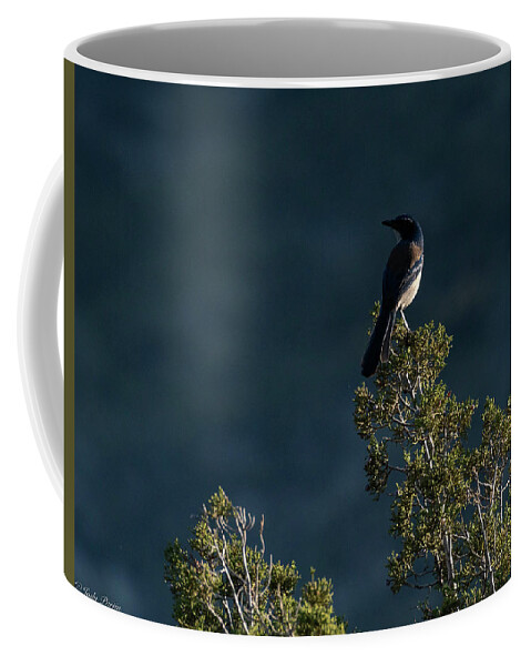 Bird Coffee Mug featuring the photograph Desert Evening by Jody Partin