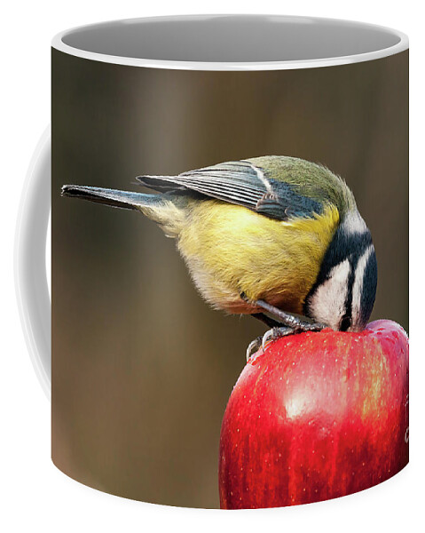 Britain Coffee Mug featuring the photograph Detailed blue tit with beak inside a red apple by Simon Bratt