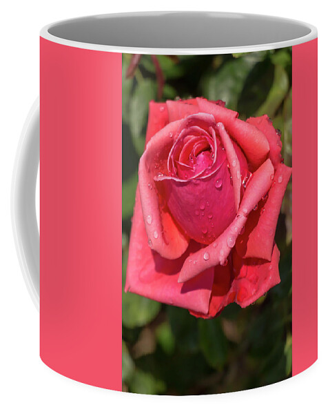 Rose Coffee Mug featuring the photograph Dewy Rose by Dawn Cavalieri
