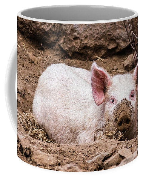 Pig Coffee Mug featuring the photograph Do you still see me... pig with muddy snout by Lyl Dil Creations