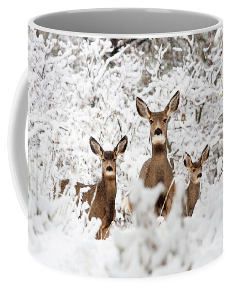 Deer Coffee Mug featuring the photograph Doe Mule Deer in Snow by Steven Krull