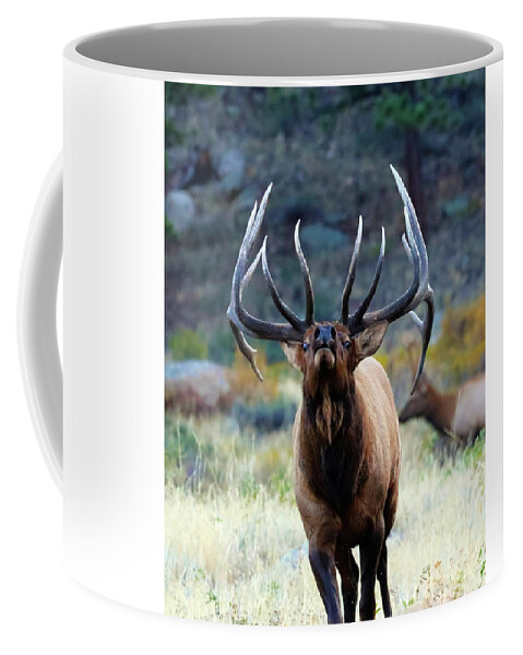 Elk Coffee Mug featuring the photograph Don't Mess With The Bull by Shane Bechler