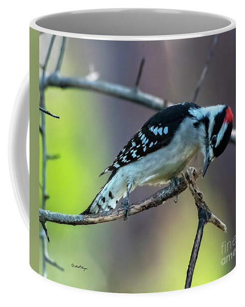 Woodpeckers Coffee Mug featuring the photograph Downy Woodpecker by DB Hayes