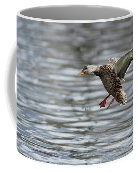 Ducks Coffee Mug featuring the photograph Duck Inflight by Robert WK Clark