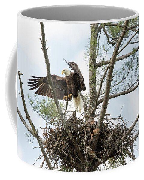 Wildlife Coffee Mug featuring the photograph Eagle Landing by Doug McPherson