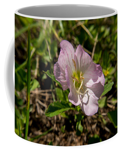 Flower Coffee Mug featuring the photograph Early Spring Flower by Ivars Vilums
