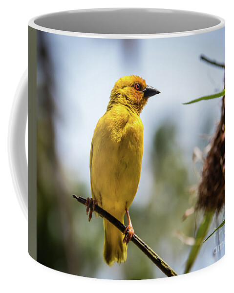 Bird Coffee Mug featuring the photograph Eastern golden weaver, Zanzibar by Lyl Dil Creations