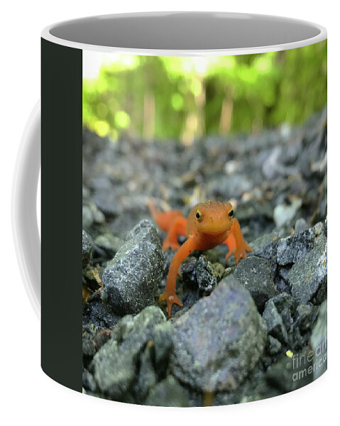 Salamander Coffee Mug featuring the photograph Eastern Red Spotted Newt 2 by Amy E Fraser