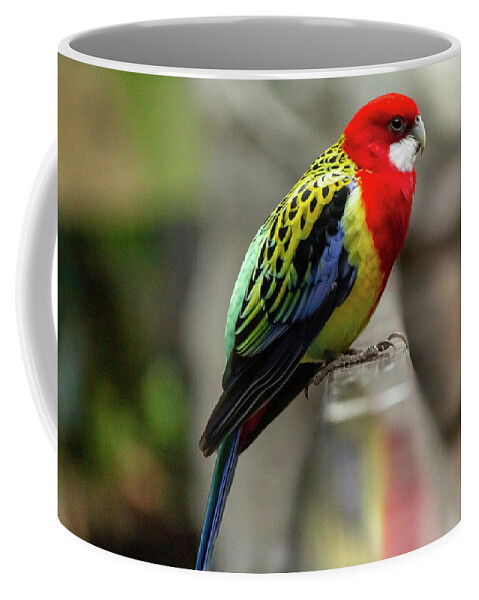 No People Coffee Mug featuring the photograph Eastern Rosella by SAURAVphoto Online Store