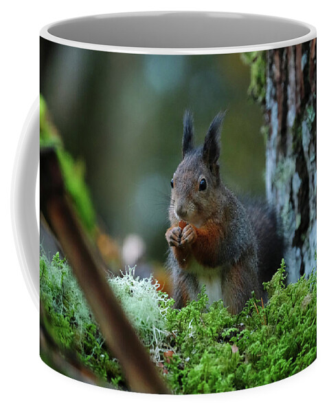 Sweden Coffee Mug featuring the pyrography Eating squirrel by Magnus Haellquist
