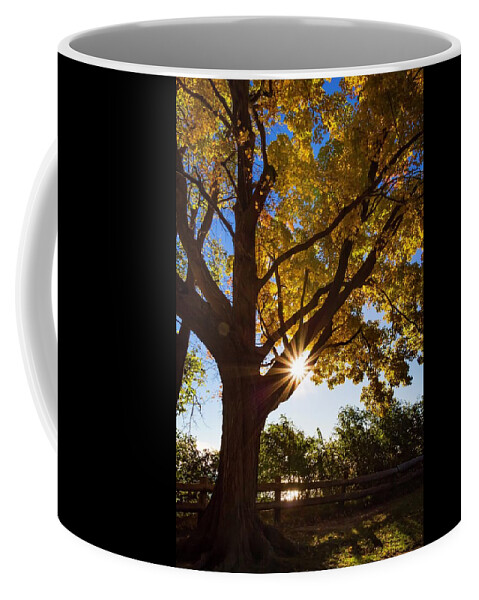 Tree Coffee Mug featuring the photograph Electric Forest by Terri Hart-Ellis