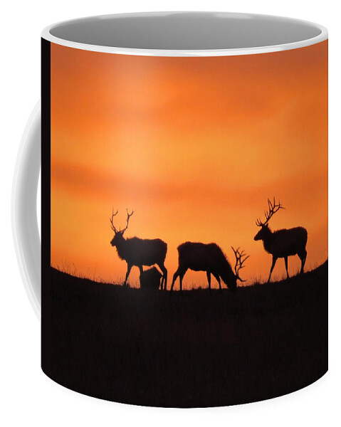 Elk Coffee Mug featuring the photograph Elk in the morning light by Keith Stokes