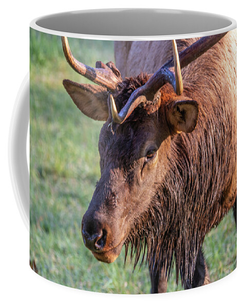 Autumn Coffee Mug featuring the photograph Elk Stink Eye by Douglas Wielfaert