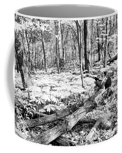 Spring Coffee Mug featuring the photograph Enchanted Forest by Steve Ember