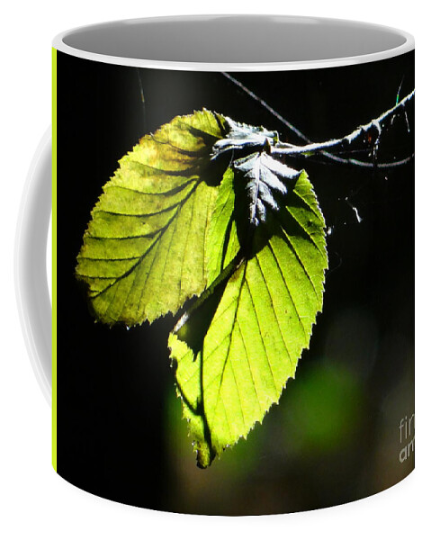 Photography Coffee Mug featuring the photograph Enlighted by Karin Ravasio