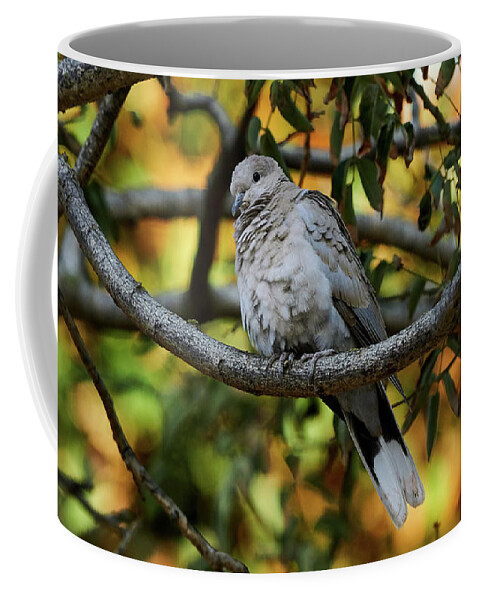 Standing Coffee Mug featuring the photograph Eurasian Collared Dove by Pablo Avanzini