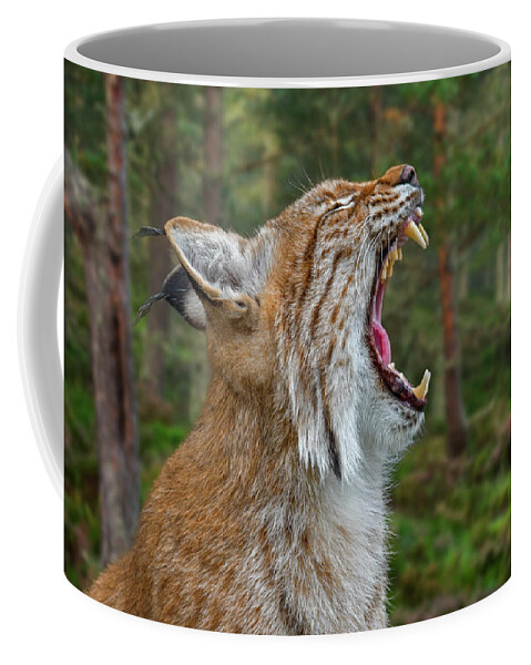 Eurasian Lynx Coffee Mug featuring the photograph European Lynx Calling by Arterra Picture Library