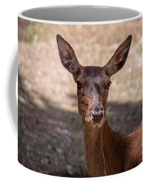Michelle Meenawong Coffee Mug featuring the photograph European roe deer by Michelle Meenawong