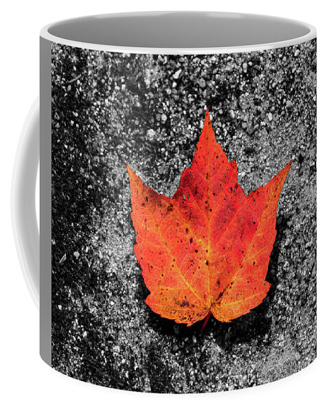 Foliage Coffee Mug featuring the photograph Fall Foliage Orange Red Maple Leaf in a Rivulet by William Dickman