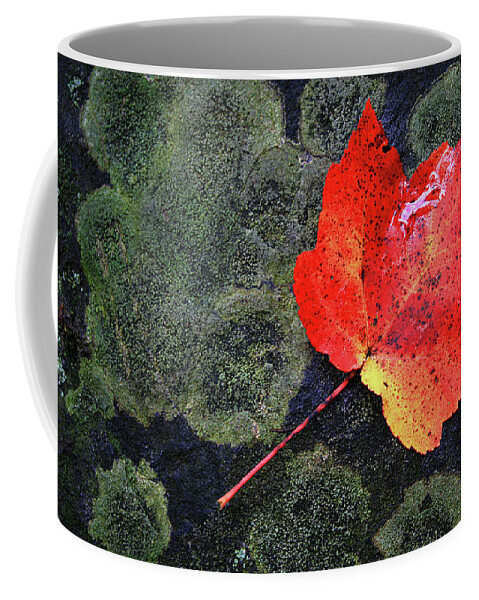 Maple Leaf Coffee Mug featuring the photograph Fall Leaf by David Pratt