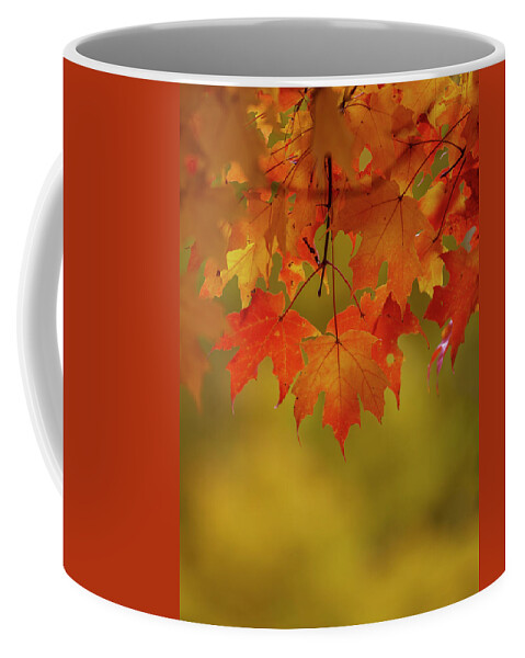New England Coffee Mug featuring the photograph Fall Leaves by Rob Davies