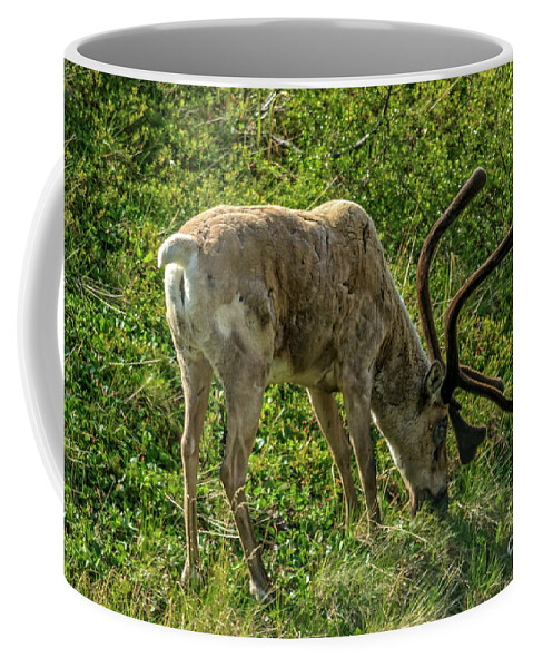 Alaska Coffee Mug featuring the photograph Feeding Caribou by Robert Bales
